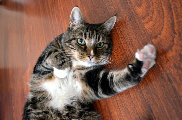 Quel est le moment propice pour laver son chat ?